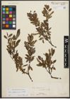 Foto von Salix waldsteiniana Willd.